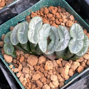 （多肉植物）韓国苗　ハオルチア　玉扇　トランカータ　ホワイトドラゴン（１株）｜チャーム charm ヤフー店