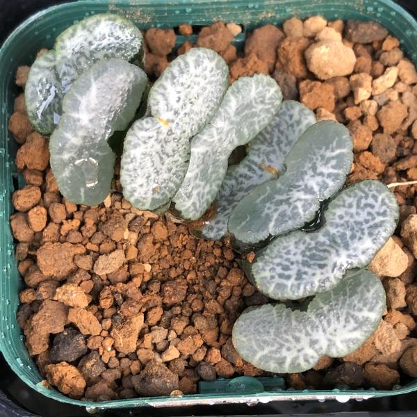 （観葉植物）カット苗　韓国苗　ハオルチア　玉扇　トランカータ　ヒキガエル（１株）　発根管理中