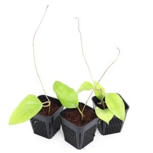 (観葉植物)ホヤ コミンシー 3号(1鉢)の詳細画像2