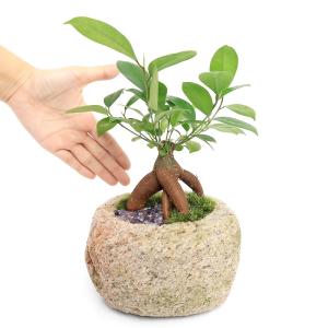 （観葉植物）パワーストーンとガジュマル　抗火石鉢植え　Ｍサイズ　ｖｅｒ．アメジスト（１鉢）苔・アメジスト｜chanet