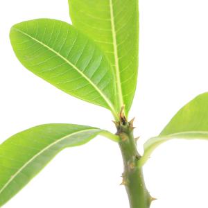 観葉植物)レカノプテリス シヌオサ(アリノスシダ)(1鉢 観葉植物)レカノプテリス シヌオサ(アリノスシダ)(1鉢