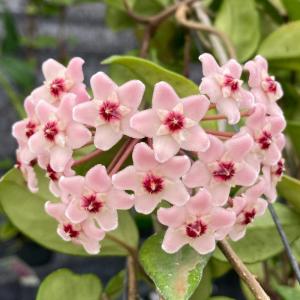 観葉植物）ホヤ インペリアリス パラワン 3号（1鉢） : 349051 