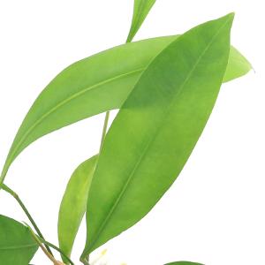 おしゃれ 観葉植物：マランタ レウコネウラ ファッシネーター*8号 吊り