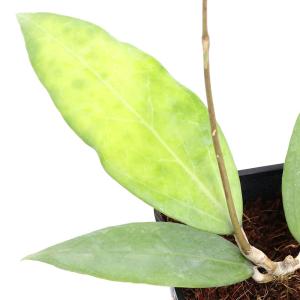 チャーム（charm） （観葉植物）ホヤ インペリアリス パラワン 3号