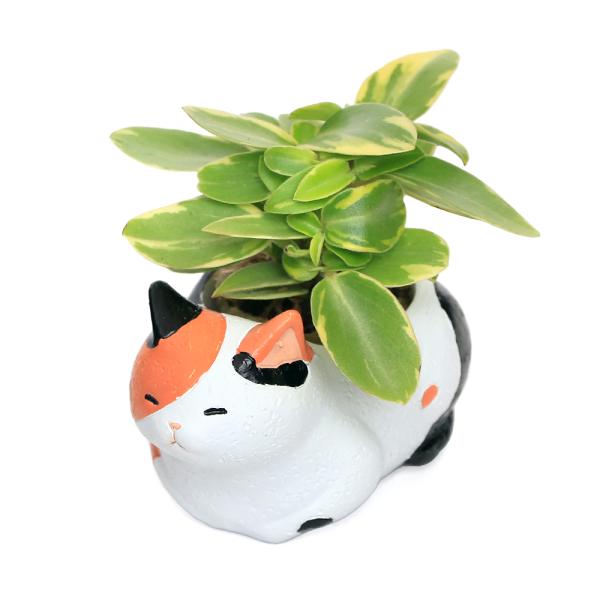 （観葉植物）おまかせミニ観葉　くつろぎ猫　三毛猫（１セット）　鉢植え　おしゃれ　室内　プレゼント