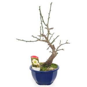 【引取り限定】 盆栽 ヤマモミジ 現在落葉中】小さくても紅葉します！芽吹き・新緑も美しい【山紅葉