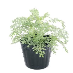 オリヅルラン 折鶴蘭 5号吊り鉢 鉢植え オリズルラン 吊り下げ