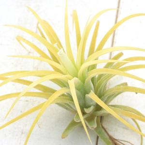 （観葉植物）エアープランツ　チランジア　イオナンタ　白花（１株）
