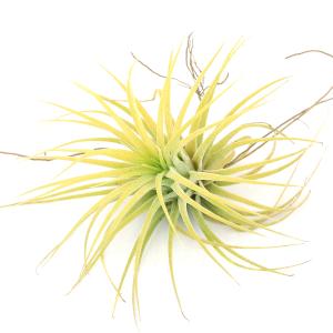 (観葉植物)エアープランツ チランジア イオナ...の詳細画像1