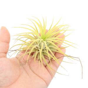 (観葉植物)エアープランツ チランジア イオナ...の詳細画像2