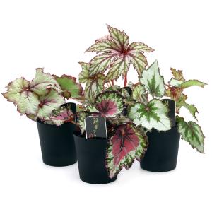 (観葉植物)レックスベゴニア(品種おまかせ) ...の詳細画像1