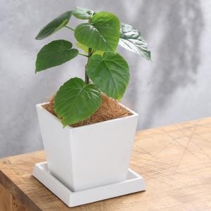 チャーム（charm） （観葉植物）大型 インテリア ドラセナ マジナータ