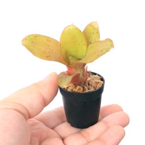 (観葉植物)ビバリウムプランツ ネオレゲリア ...の詳細画像1