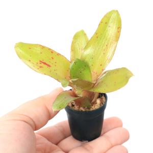 (観葉植物)ビバリウムプランツ ネオレゲリア ...の詳細画像1