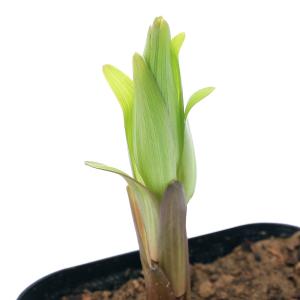 《一時非表示》（観葉植物）ユリ球根　カサブランカ　３〜３．５号（１ポット）