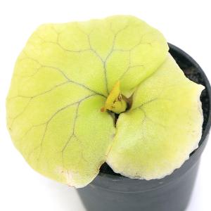 （観葉植物）ビバリウムプランツ　ビカクシダ　リドレイ　スポア　３ｃｍポット（１鉢）順化済み　リドレィ　リドレー｜chanet