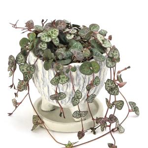 観葉植物）レカノプテリス タツタ（アリノスシダ）（1鉢） : チャーム