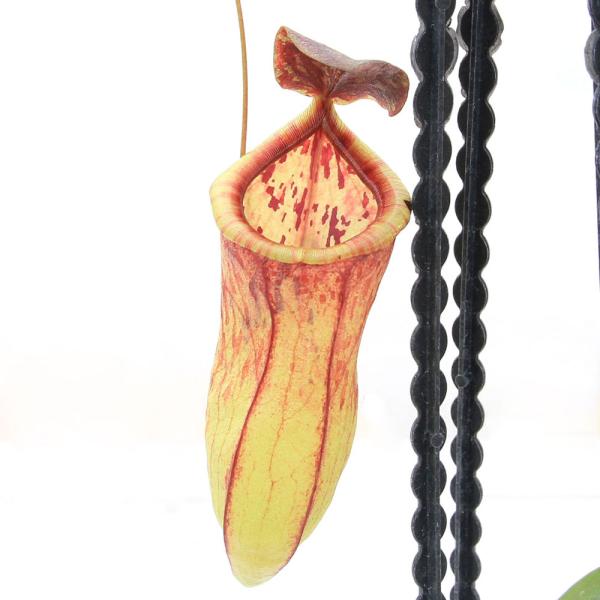 （食虫植物）一点物　ウツボカズラ　ネペンテス　ユースタキア×テヌイス　３号　吊り鉢タイプ（１鉢）