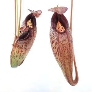 （食虫植物）一点物　ウツボカズラ　ネペンテス　バービッジアエ×アリストロキオイデス　５号　吊り鉢（１ポット）｜chanet