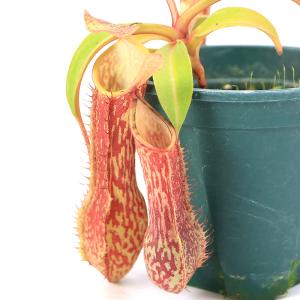 食虫植物）ウツボカズラ ネペンテス ボッシアナ 4号 吊り鉢タイプ（1