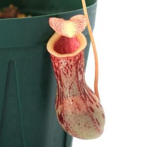 食虫植物）一点物 ウツボカズラ ネペンテス ボッシアナ×エドワード