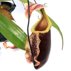 (食虫植物)ウツボカズラ ネペンテス スキー ...の詳細画像2