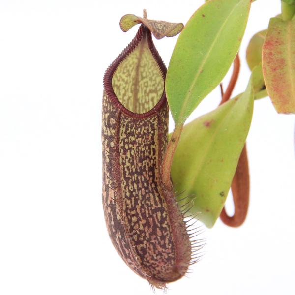 （食虫植物）一点物　ウツボカズラ　ネペンテス　スペクタビリス×ハマタ　２．５号（１鉢）