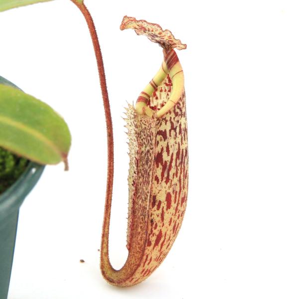 （食虫植物）一点物　ウツボカズラ　ネペンテス　バービッジアエ　Ｐｉｇ　ｈｉｌｌ　２．５号（１鉢）