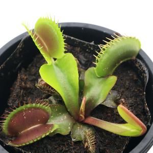 山野草）カンアオイ（寒葵）アサルム ペテロッティ ベトナム サパ