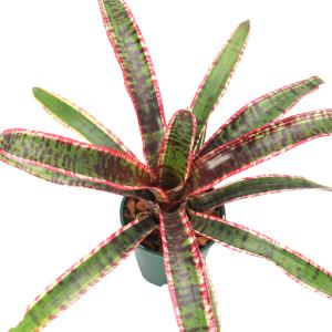 （観葉植物）ネオレゲリア　’ルシファー’　４号（１鉢）タンクブロメリア｜chanet