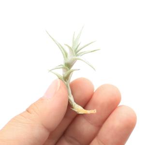（観葉植物）エアープランツ　チランジア　アルビダ　ミノール　Ｓサイズ（１株）｜chanet