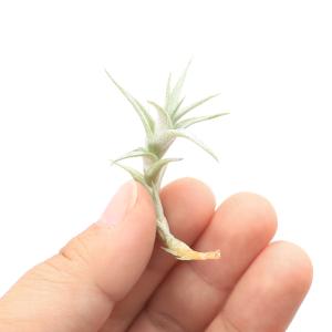 (観葉植物)エアープランツ チランジア アルビダ...の商品画像