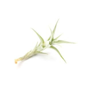 (観葉植物)エアープランツ チランジア アルビ...の詳細画像1