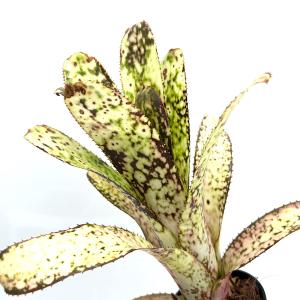チャーム（charm） （観葉植物）ビルベルギア ダースベイダー（1株