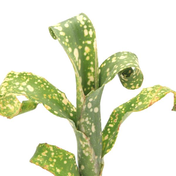 （観葉植物）ビルベルギア　レプトポーダ　３号（１株）　ブロメリア　タンクブロメリア