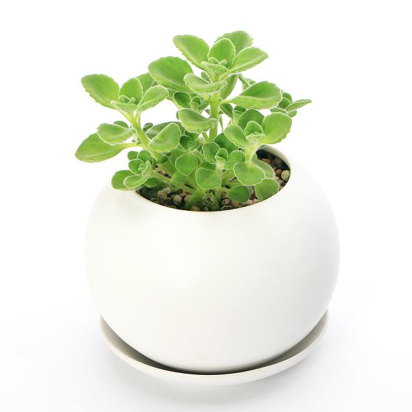 （観葉植物）アロマティカス　マットボールＭ植え（１鉢）　受皿付　軽石砂　鉢植え　おしゃれ　室内　プレ...