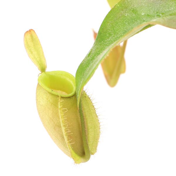 （食虫植物）ウツボカズラ　ネペンテス　アンプラリア　無地タイプ　吊り鉢タイプ　４号（１鉢）