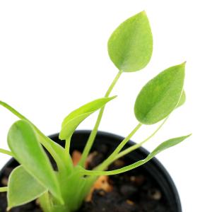 おしゃれ 観葉植物：ノリナ トックリラン*ポニーテール 大型佐川急便