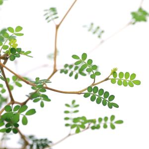（観葉植物）メルヘンの木　ソフォラ　リトルベイビー　５号（１鉢）｜chanet