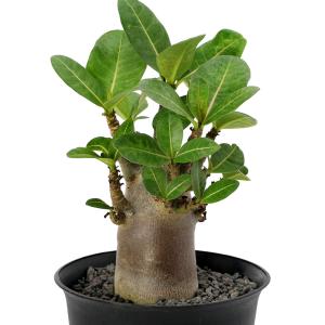 観葉植物 アデニウム コンパクトブラック ルートカット 選べる樹形