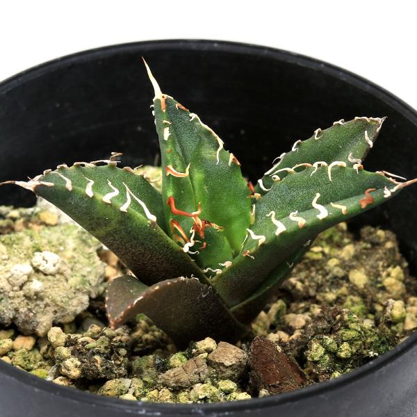 （多肉植物）アガベ　チタノタ　シーザー　３号（１鉢）