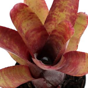 観葉植物）エクメア チャンティニー 'ブラックエボニー' 3．5〜4号