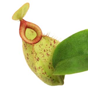 食虫植物）一点物 ウツボカズラ ネペンテス （ベントリコーサ×シブヤ