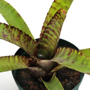 着生植物 観葉植物 選べる：ネオレゲリア*3.5号 吊り鉢 サンセット