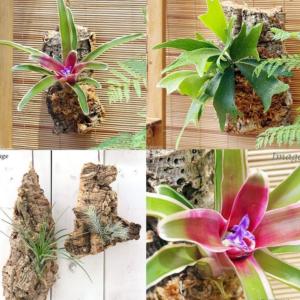 レア品種 斑入り フィロデンドロン シルバーメタル バリエガータ 黄斑