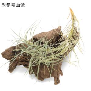 （観葉植物）エアープランツ　チランジア　バンデンシス　クランプ（１株）