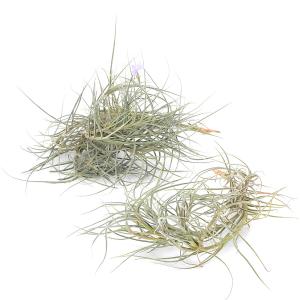 (観葉植物)エアープランツ チランジア バンデ...の詳細画像1