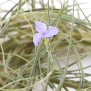 (観葉植物)エアープランツ チランジア バンデ...の詳細画像2