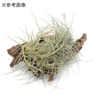 (観葉植物)エアープランツ チランジア バンデ...の詳細画像3
