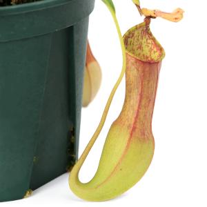 食虫植物）ウツボカズラ ネペンテス アラタ （h） 4号（1鉢）吊り鉢